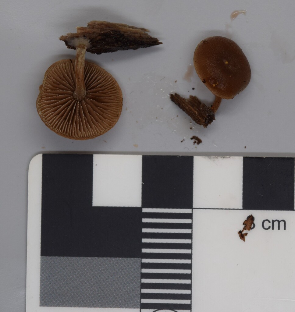 Simocybe serrulata · January 2026 · photo: © davidwhyte (iNaturalist, cc-by-sa)