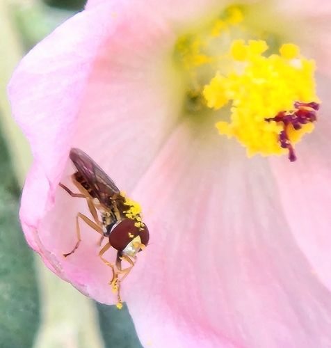 Unknown species found near Scottsdale, AZ 85256, USA