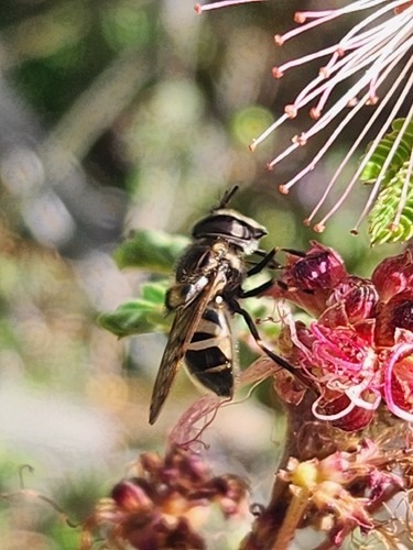 Unknown species found near Scottsdale, AZ 85256, USA