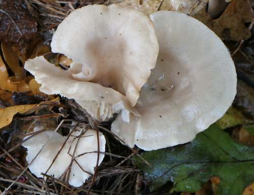 Singerocybe phaeophthalma — no rights reserved