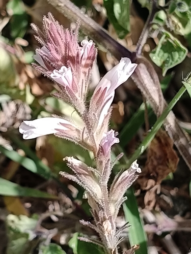 Castilleja beldingii (Castilleja beldingii)
