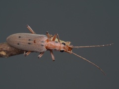 Parisopalpus nigronotatus