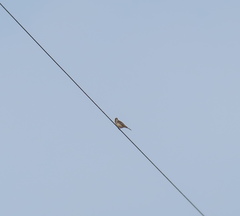 Anthus rubescens japonicus