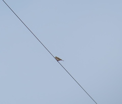 Anthus rubescens japonicus