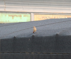 Phoenicurus auroreus