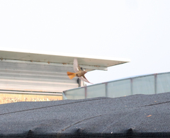 Phoenicurus auroreus