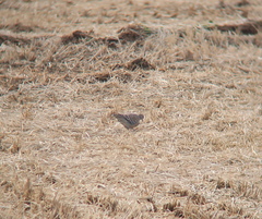 Streptopelia orientalis