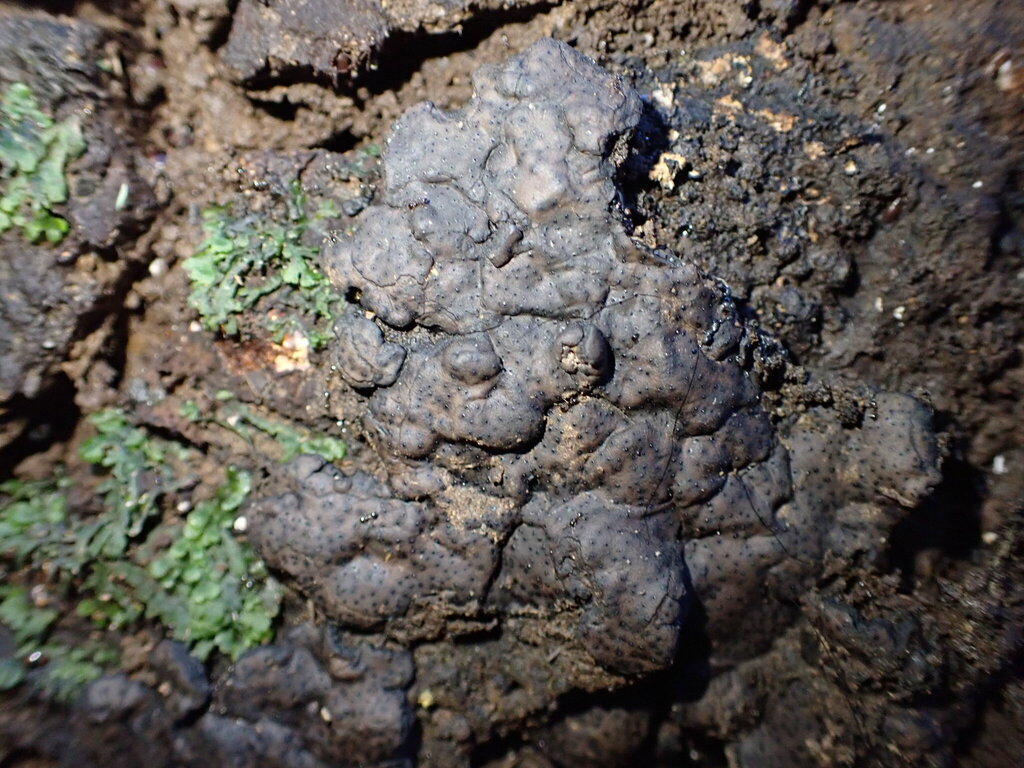Kretzschmaria sp. 'pavimentosa-HI01'