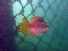 Oxycheilinus bimaculatus