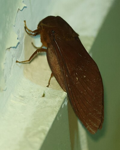 Gonometa nysa