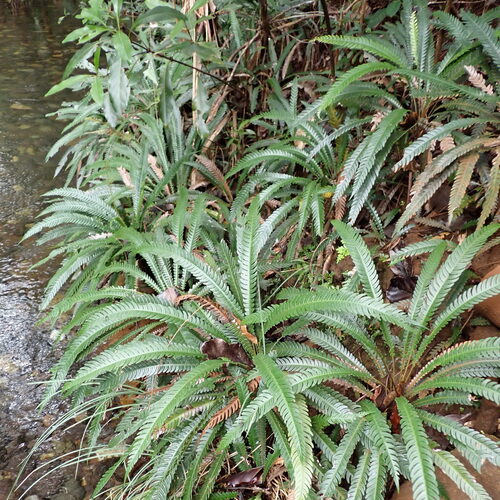 Oceaniopteris obtusata observed 2026-01-13