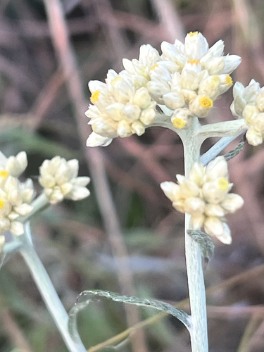 Pseudognaphalium attenuatum