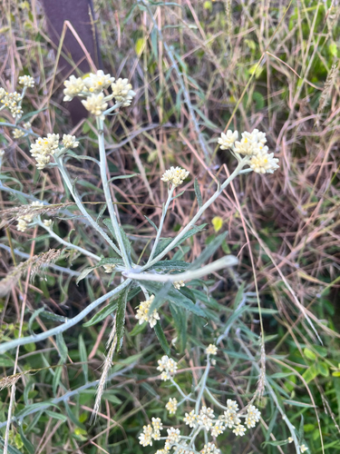 Pseudognaphalium attenuatum, 2026-01-12
