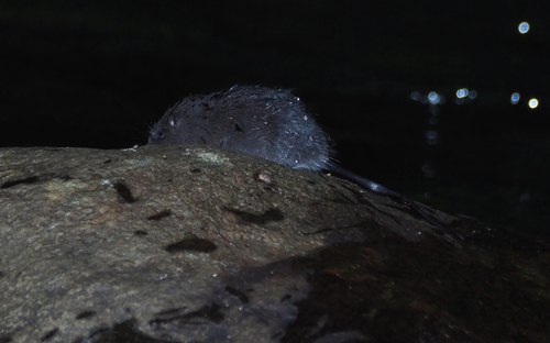 Goldman's water mouse (Rheomys raptor) — Least Concern Mammalia