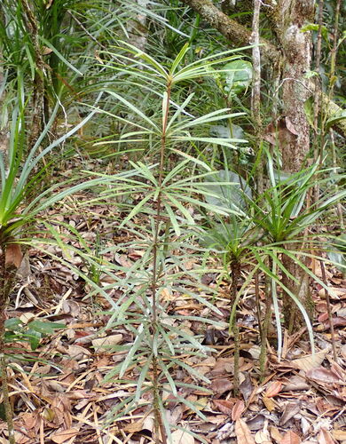 Pittosporum deplanchei observed 2026-01-13