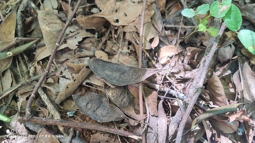 Apuleia leiocarpa, photograph 6