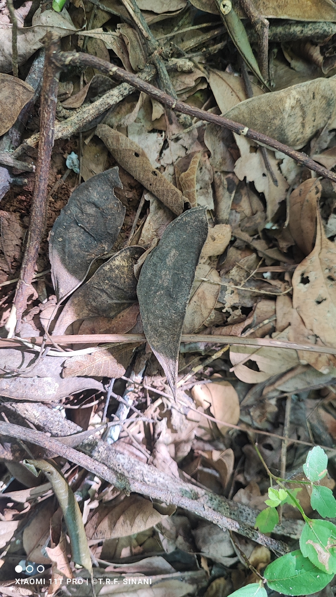 Foto de Apuleia leiocarpa (Vogel) J.F.Macbr.