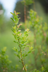 Salix starkeana