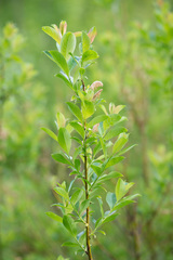 Salix starkeana