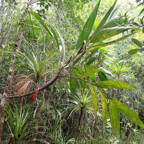 Foto de Basselinia pancheri