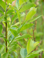 Salix starkeana