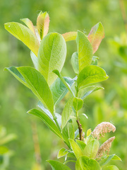 Salix starkeana