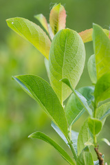 Salix starkeana