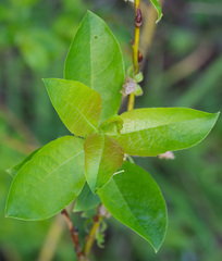 Salix starkeana