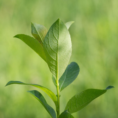 Salix starkeana