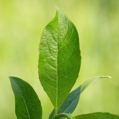 Salix starkeana