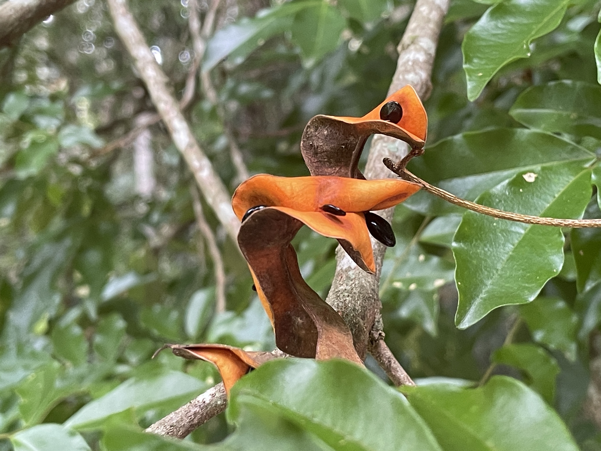 Imagem de Pararchidendron pruinosum