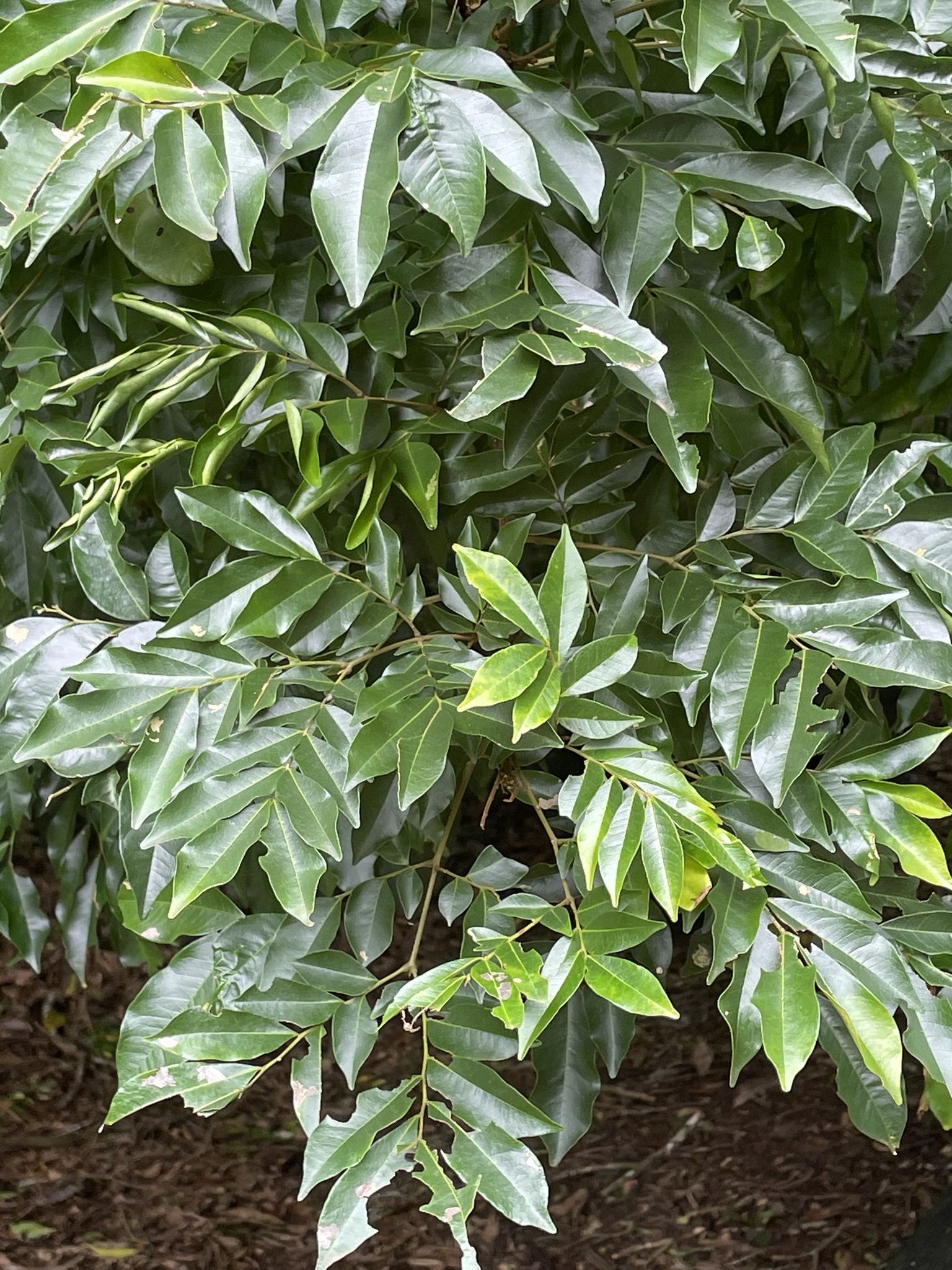 Imagem de Pararchidendron pruinosum