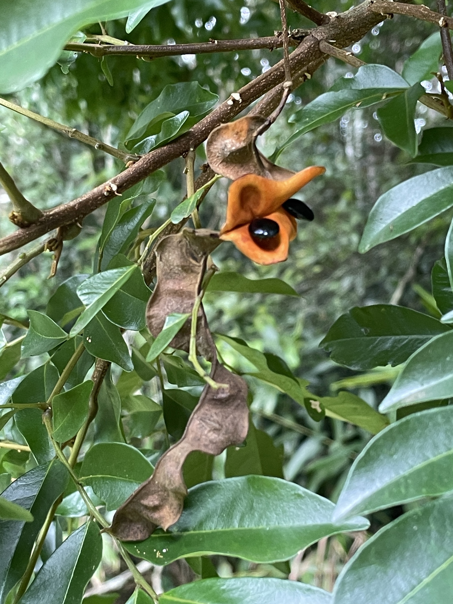 Imagem de Pararchidendron pruinosum