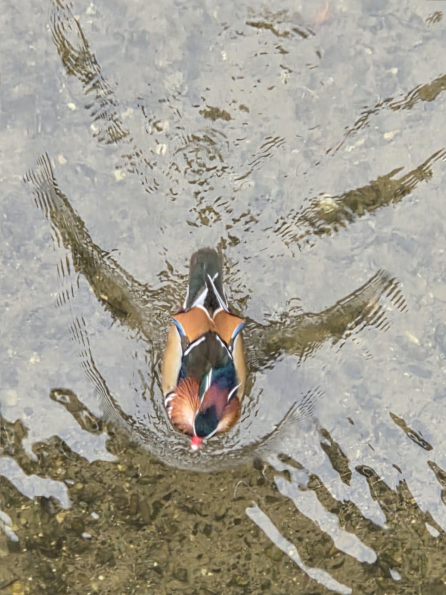 Aix galericulata (Linnaeus, 1758)