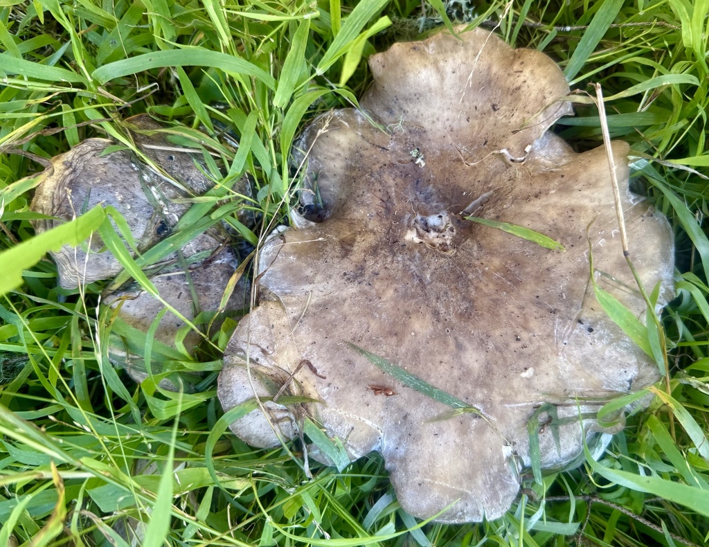 Clitocybe nebularis · January 2026 · photo: © hllrnnr (iNaturalist, cc0)