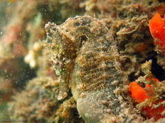 Hippocampus whitei