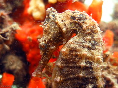 Hippocampus whitei