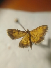 Ecpyrrhorrhoe rubiginalis