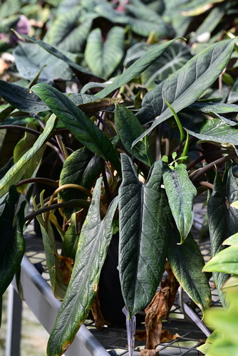 Samar Lance (Alocasia scalprum)