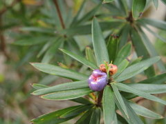 Cyathodes platystoma