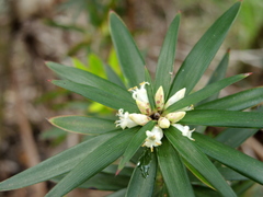 Cyathodes platystoma