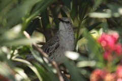 Mimus gundlachii
