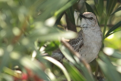 Mimus gundlachii