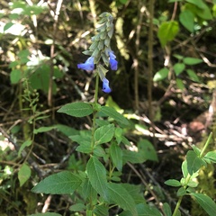 Salvia helianthemifolia