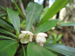 Anopterus glandulosus