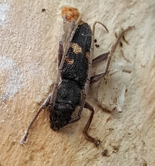 Phoracantha punctata