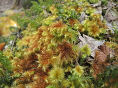 Hypnodendraceae