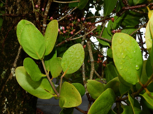 Amyema plicatula (Amyema plicatula)