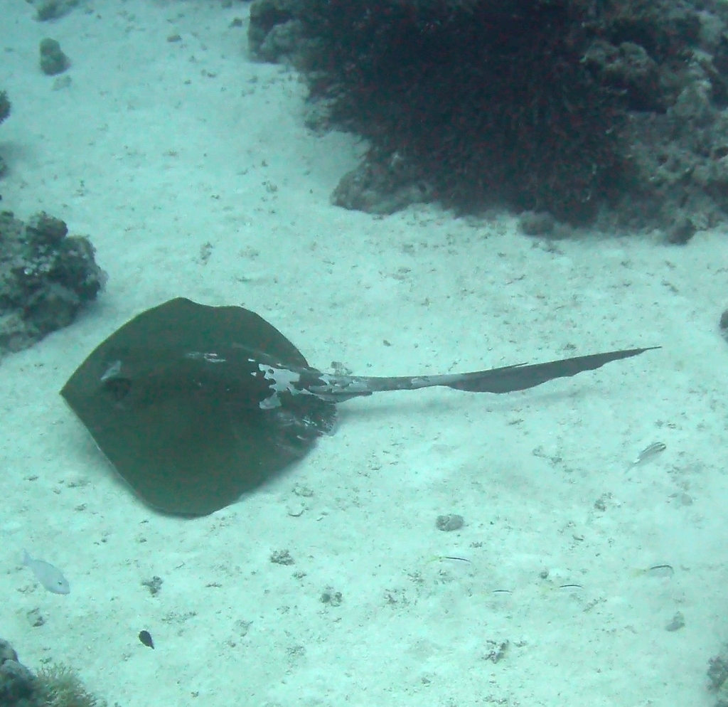 Banana-tail ray (Pastinachus sephen) — Dasyatidae