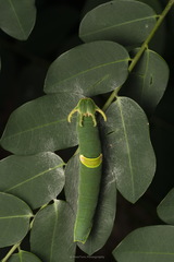 Polyura schreiber